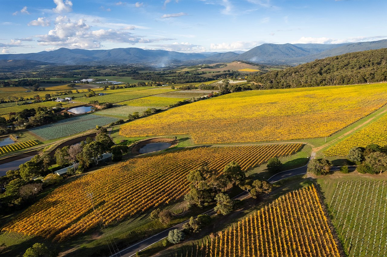 Yarra Valley Vineyard