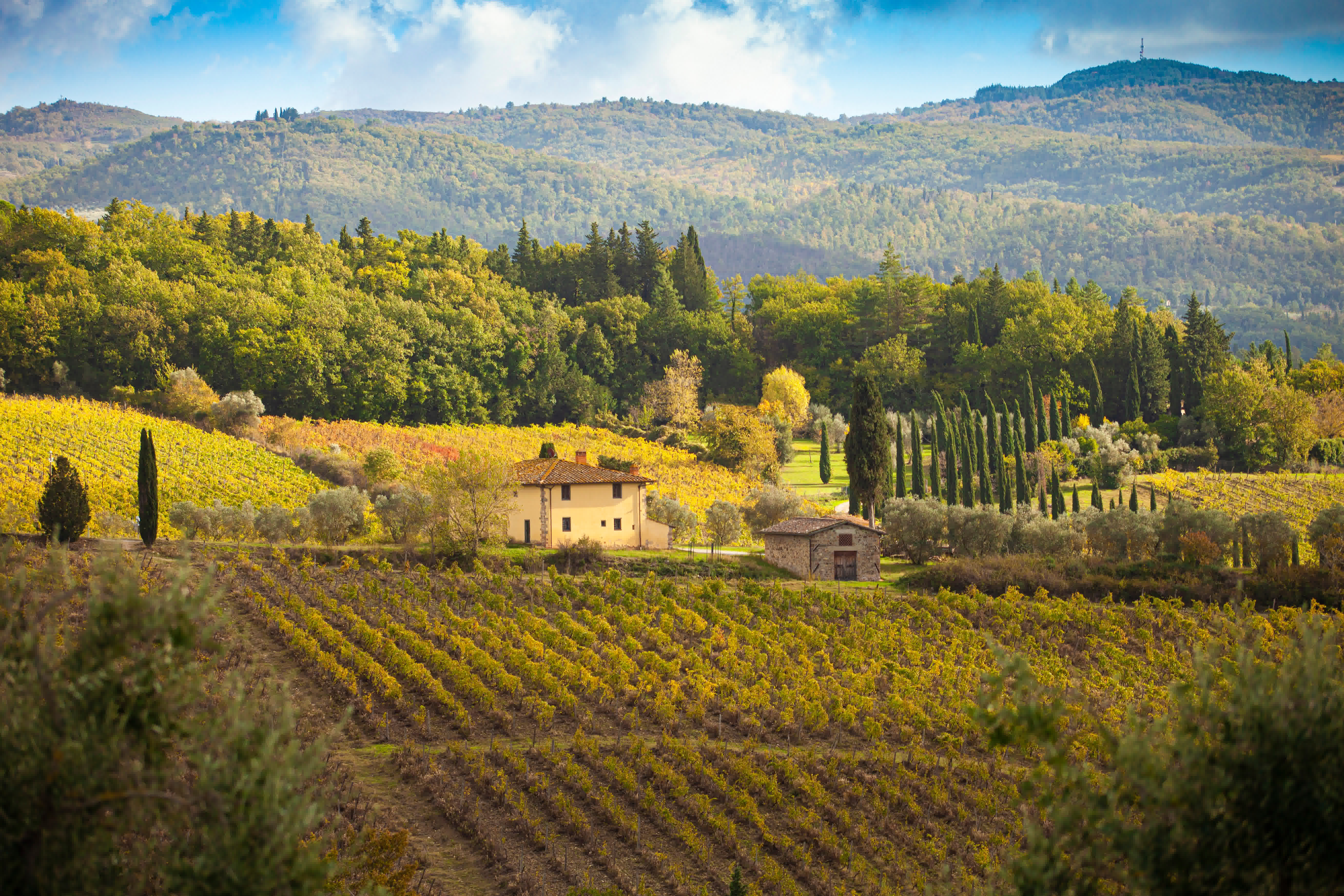 A Taste of Tuscany: From Chianti Vineyards to Truffle Hunts