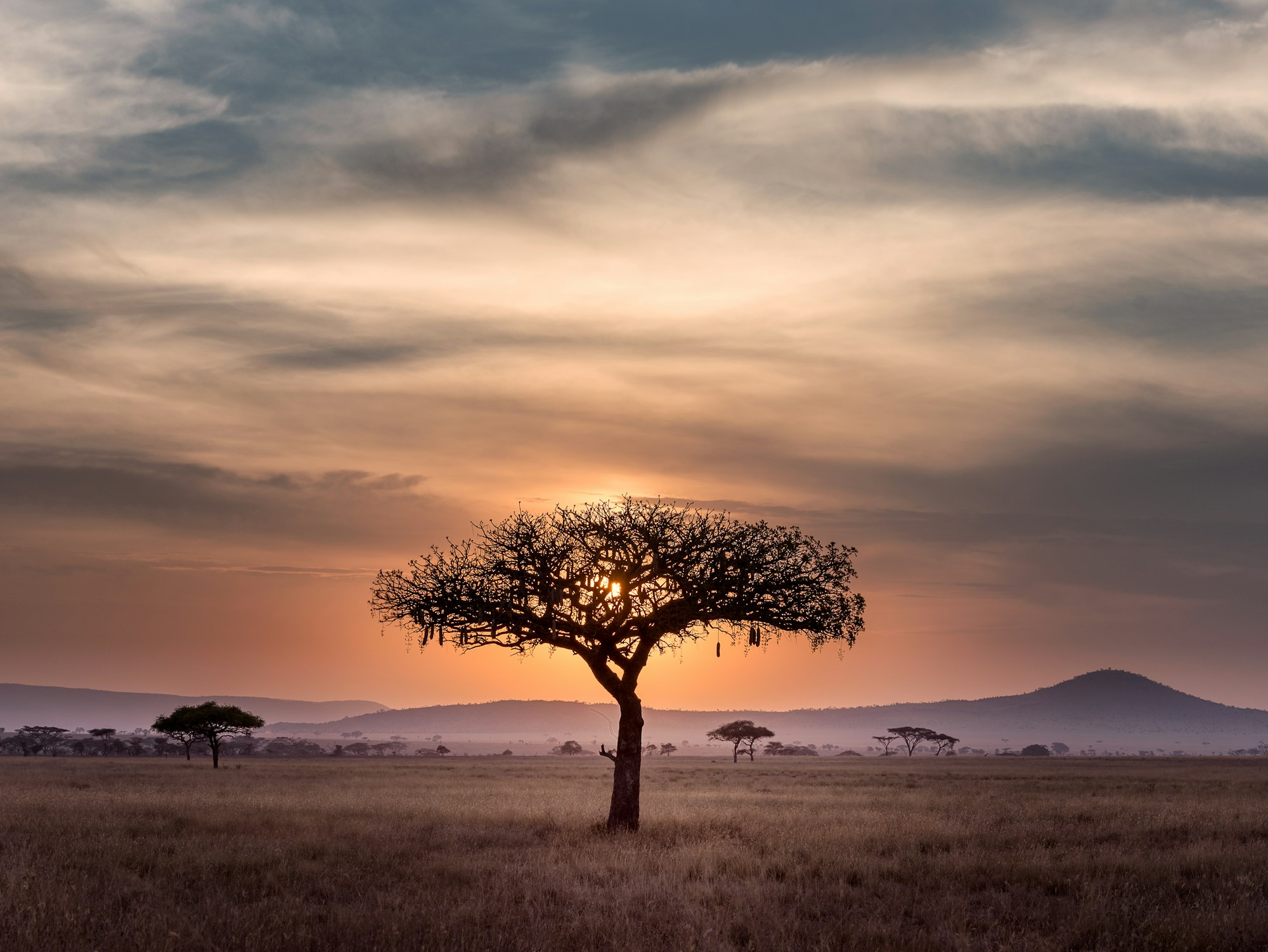 African Safari Landscape